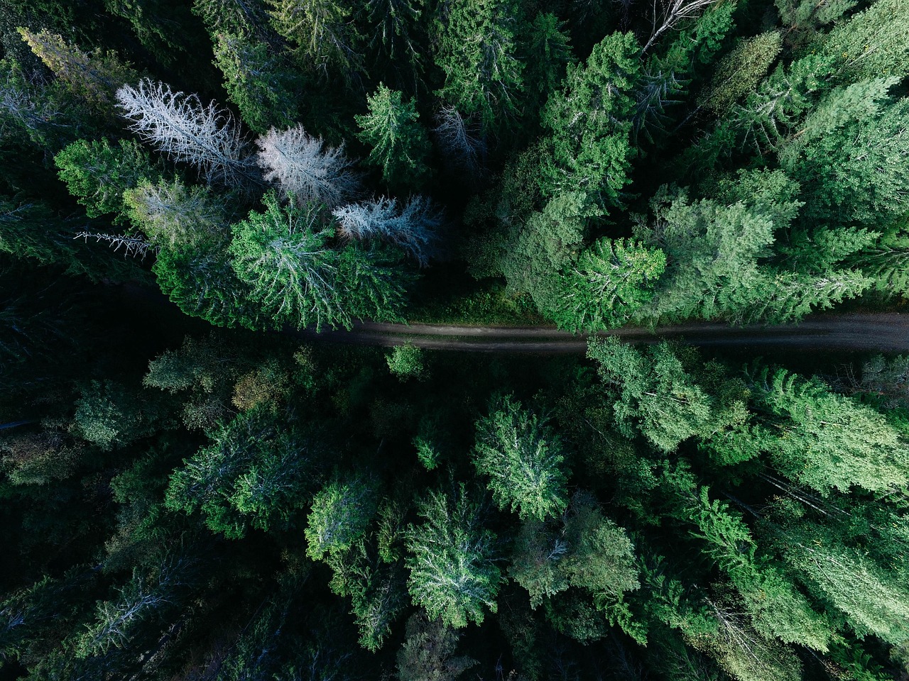 A narrow road running through dense green forest, photographed from directly above
