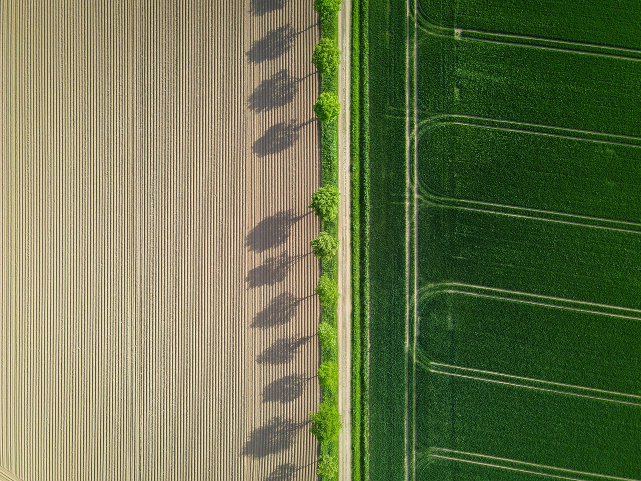 Contrasting green and brown agricultural fields divided by a line of trees